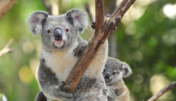 Koala genomic program Koala genomic program