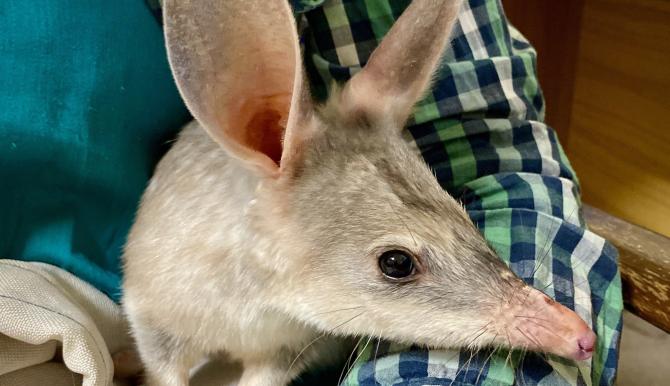 Australian Bilby Australian Bilby