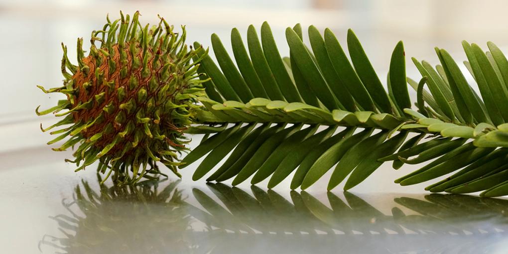 A Wollemi pine growing in the wildbranch A Wollemi pine growing in the wildbranch
