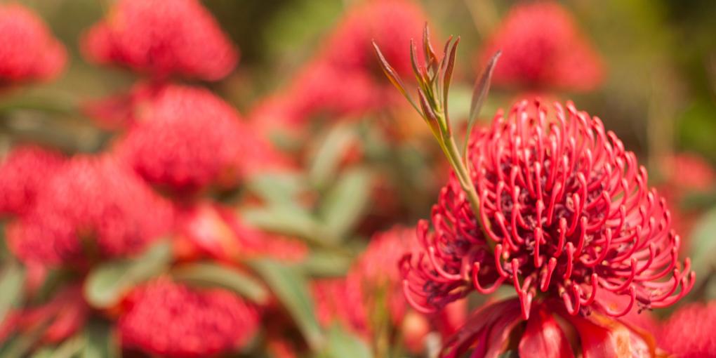 Waratah Waratah