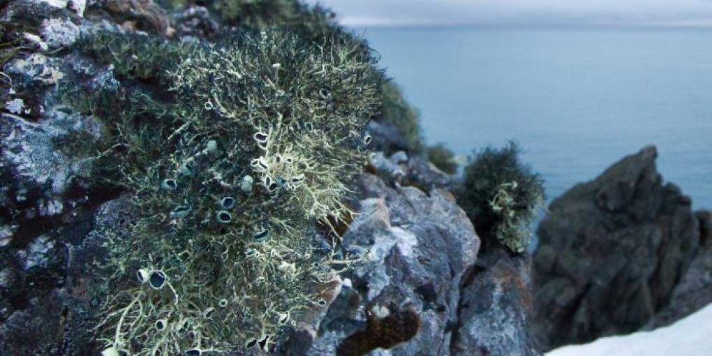 Antarctic Fungal Antarctic Fungal (Source via British Antarctic Survey)