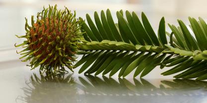 A Wollemi pine growing in the wildbranch