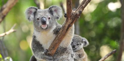 Koala genomic program